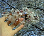 桜・さくら